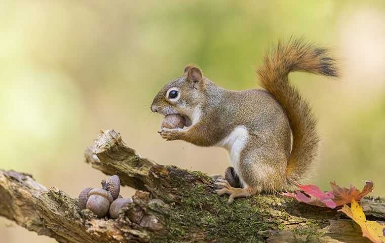 a squirrel up close