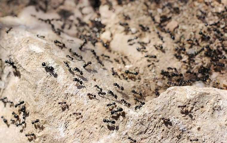 black ants on rock