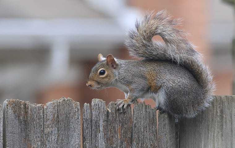 gray squirrel on fence outside home