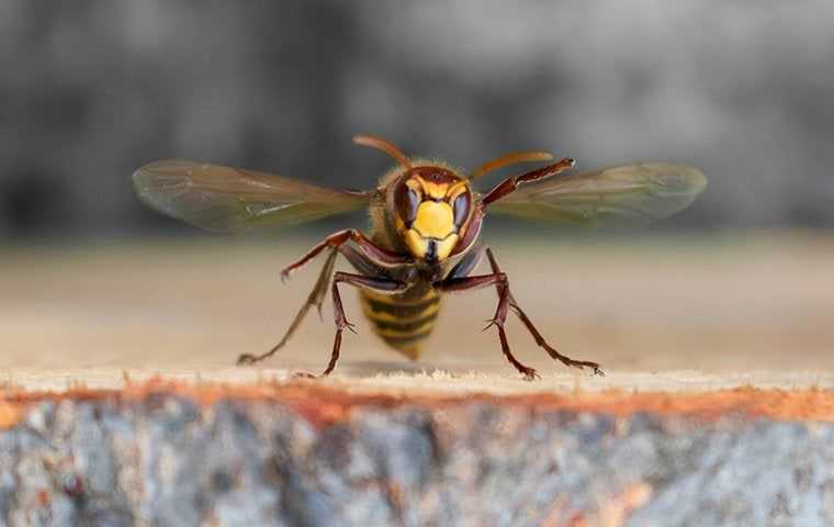 wasp flying