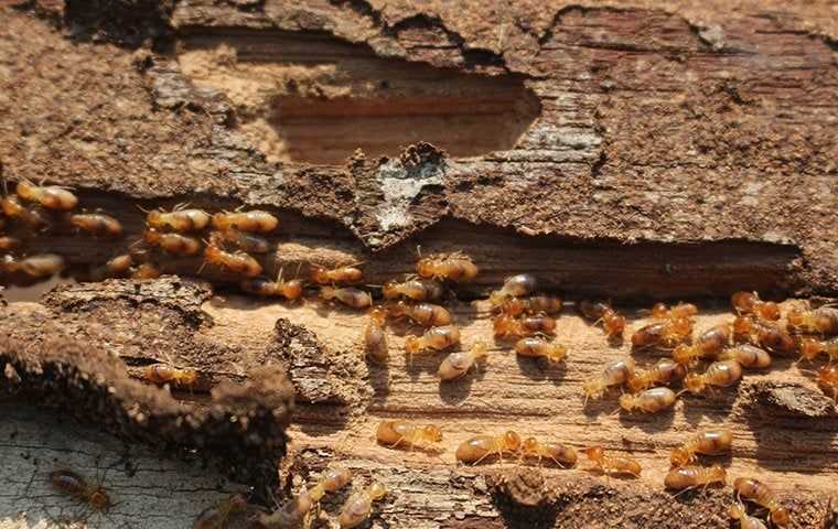 termites eating wood in a house