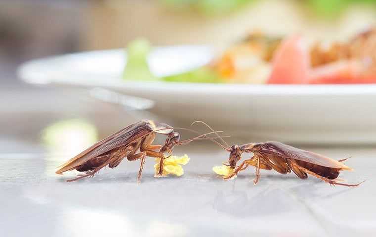 cockroaches on a table with food