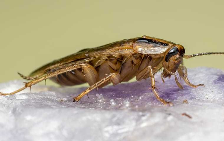 German cockroach inside a home