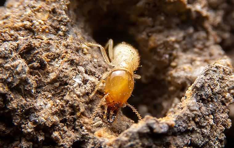 termite in a wood tunnel