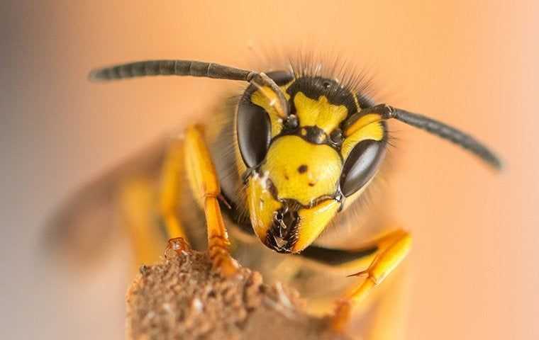 a yellow jacket wasp on a branch