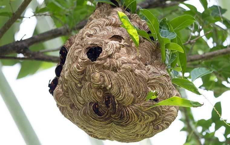 a wasp nest in a tree