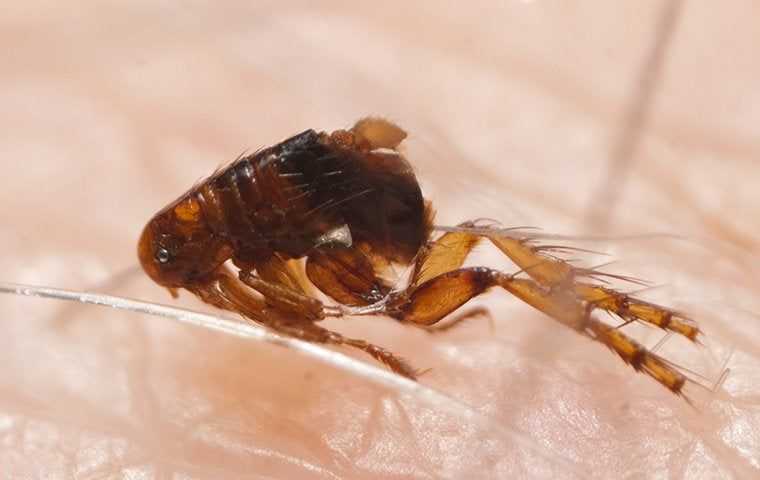 a flea on a human