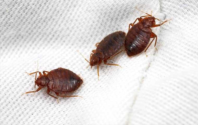 bed bugs in a bed