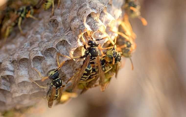 wasps on a next