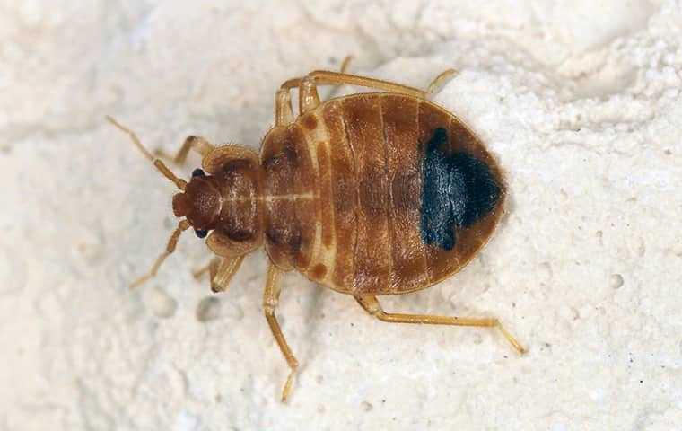 a bed bug crawling in a home