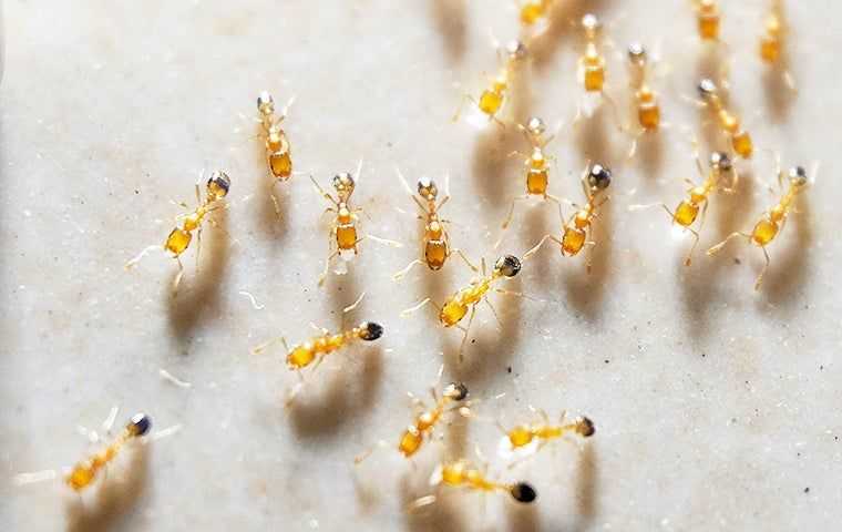 dozens of pharaoh ants on a kitchen floor