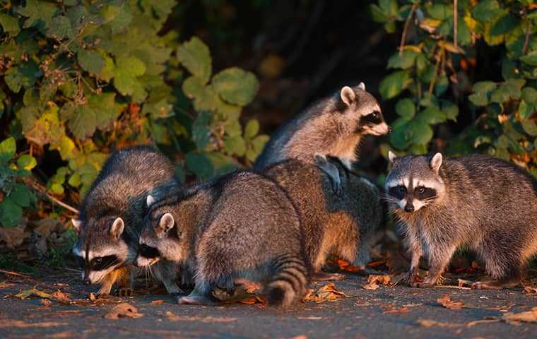 raccoons eating trash