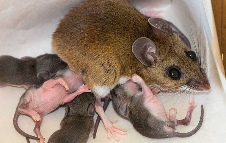 a mouse nursing offspring
