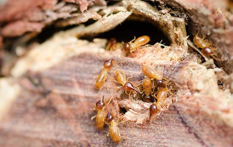 many termites damaging wood at a home