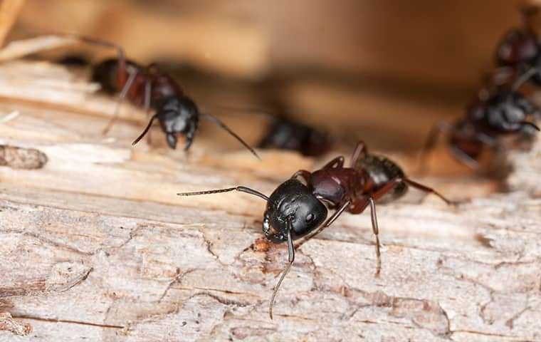 group of carpenter ants on wood