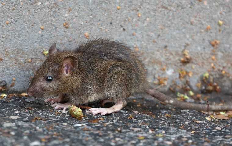 close up of baby rat