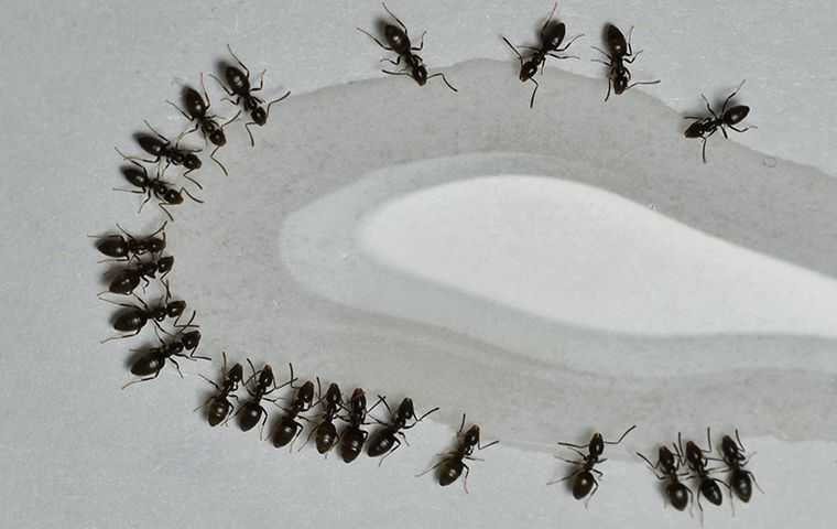 ants drinking from a puddle of water
