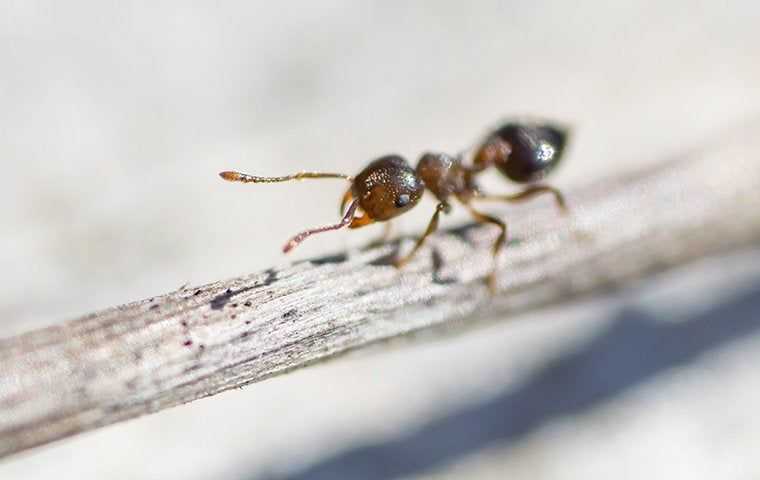 ant on a twig