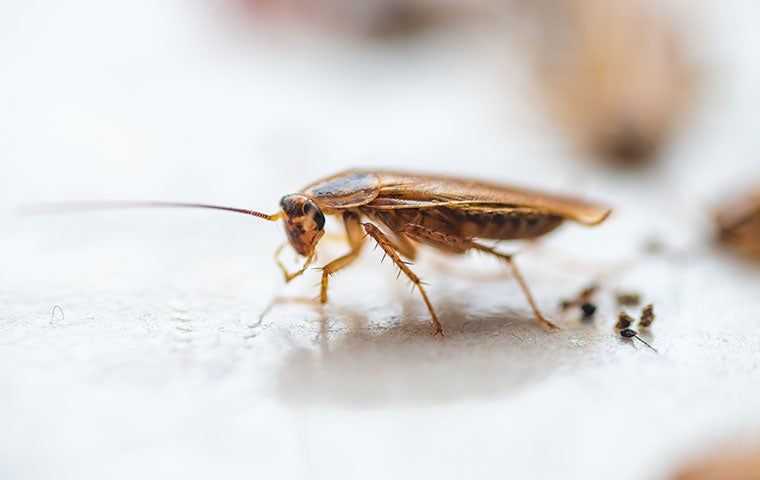 german cockroach on kitchen floor