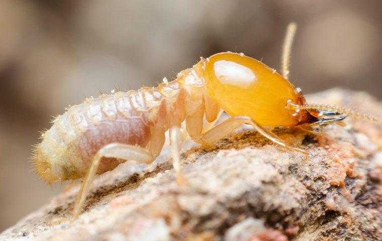 a termite crawling on chewed wood