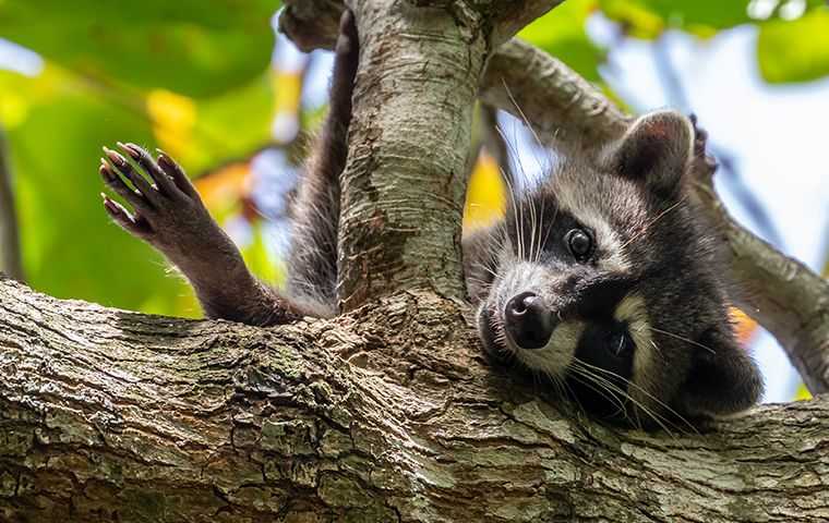 racoon sitting in a tree