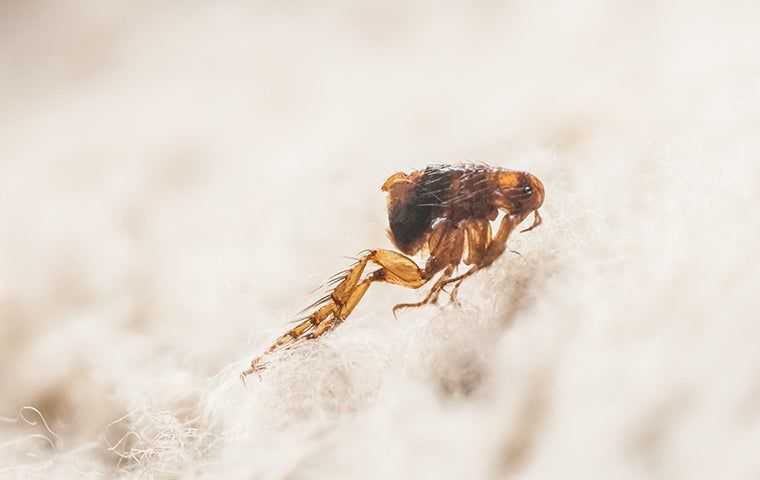 a flea on fur