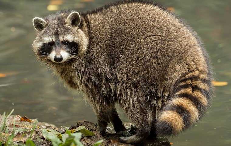 raccoon near a stream