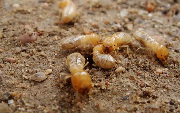 termite swarms in the dirt