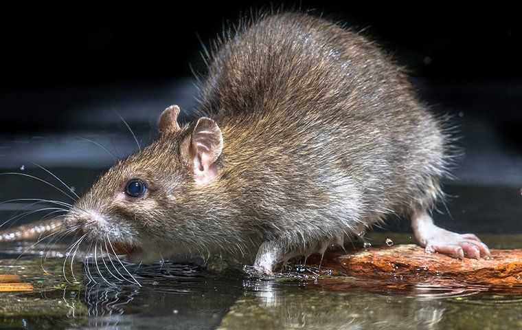 brown rat drinking water